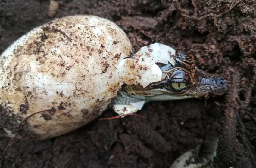  60 crías de unos cocodrilos casi extintos nacen en Camboya