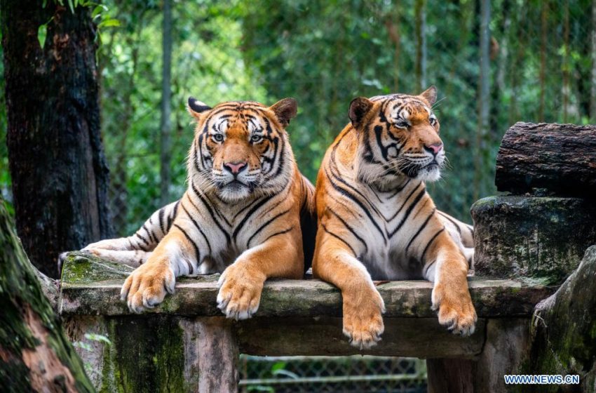  Una serie de muertes de tigres malayos preocupa a los expertos: qué sucederá con estos felinos