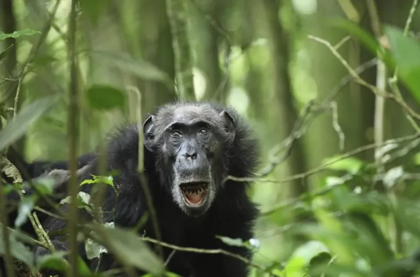  Chimpancés y humanos nos comunicamos de manera similar: conversamos rápido y nos interrumpimos