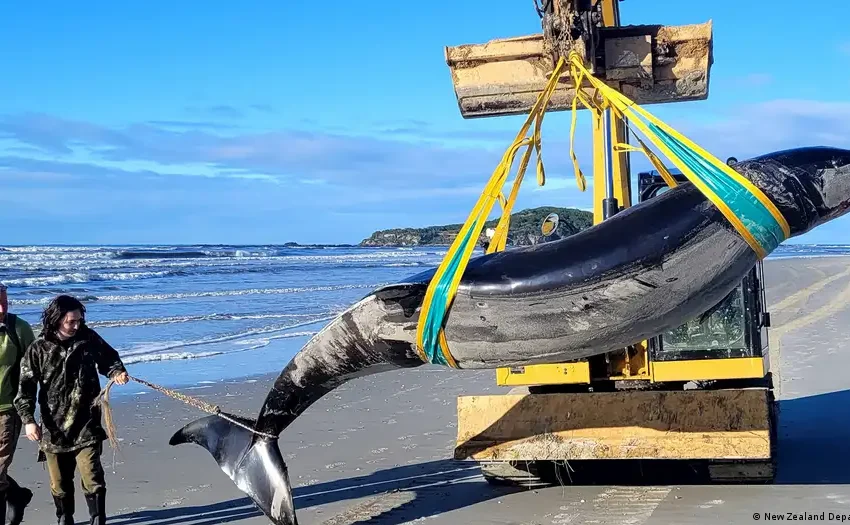  Encuentran ejemplar de la ballena más rara del mundo