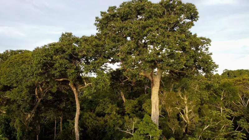  Los árboles también absorben metano y qué implica para la lucha contra el cambio climático