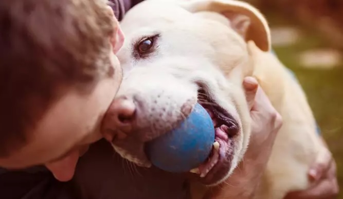  Perros huelen estrés humano y eso altera su comportamiento