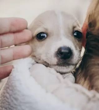  La llegada de un cachorro puede causar una melancolía similar a la del posparto