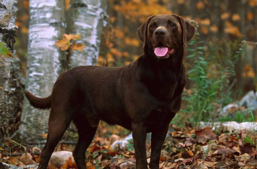  Perro ladró tres días hasta que rescataron a su dueña