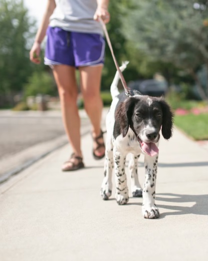  La domesticación no es la única razón por la que el cerebro de los perros sea más pequeño