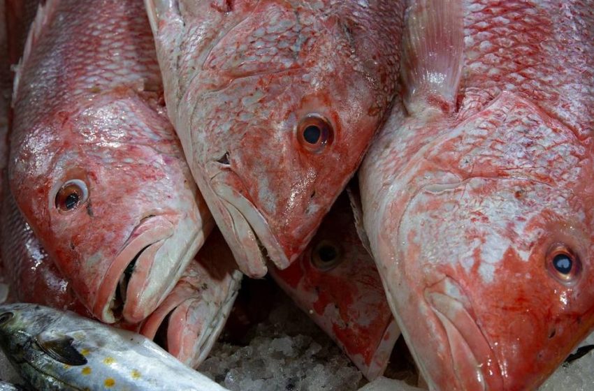  El mercurio en el pescado es un ejemplo de toxicidad peligrosa para el organismo