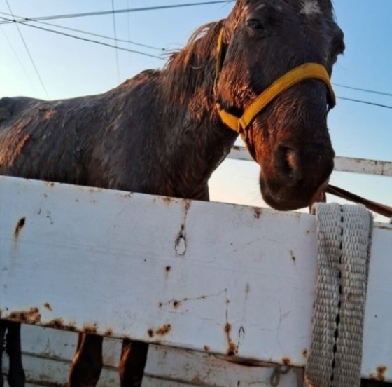  Dramático rescate de un caballo que cayó a un pozo ciego