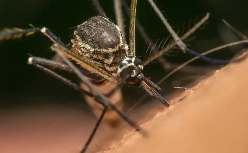  Mosquito usa el infrarrojo para detectar objetivos humanos