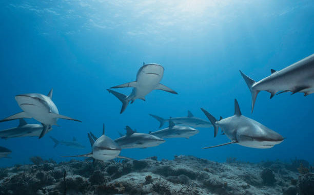  Detectan tiburones intoxicados con cocaína