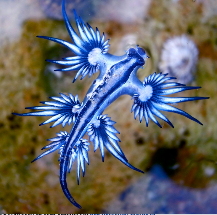  Un misterioso dragón azul obliga a cerrar una playa en Gran Canaria