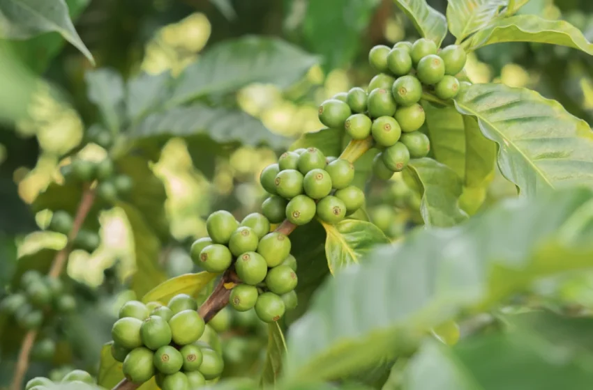  El café se está convirtiendo en un lujo y es culpa del cambio climático