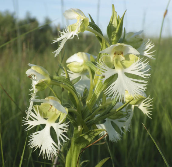  Una gigantesca y rara orquídea sobrevive en  una remota pradera