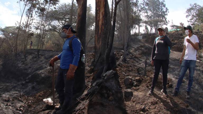  Incendios: cerca de 16.000 hectáreas han ardido en las últimas dos semanas