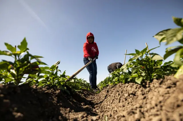  El costo del «sueño americano»: migrantes mueren debido a condiciones de trabajo extremas