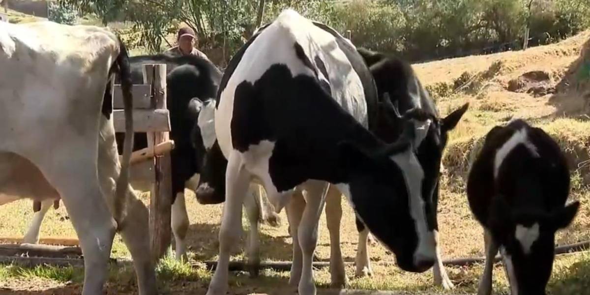  La producción de leche se redujo en un 50 % a escala nacional por la sequía