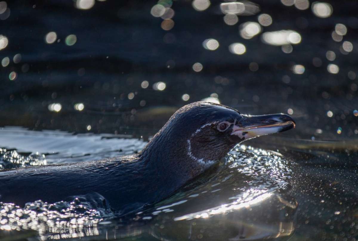  Preocupación por la baja reproducción de pingüinos y cormoranes en Galápagos