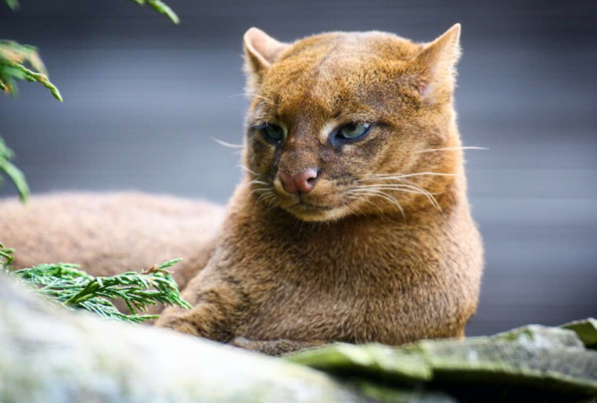  Poblaciones de animales salvajes disminuyeron un 73% en los últimos 50 años