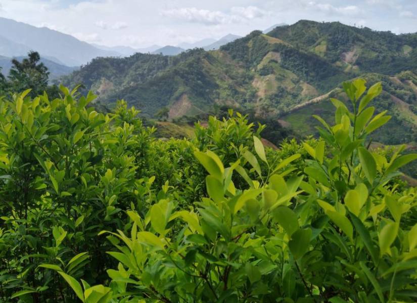  Según excomandantes militares, no hay certeza física del informe sobre plantaciones de coca en Ecuador