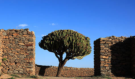  Científicos resucitan árbol bíblico perdido de hace mil años