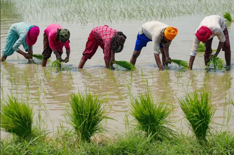  5 cultivos que requieren más agua para su producción y causan impacto en el medio ambiente