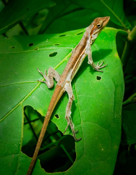  Los gecos tienen un ‘sexto sentido’ oculto