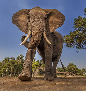  La ciencia lo dice: la memoria de elefante no es un mito