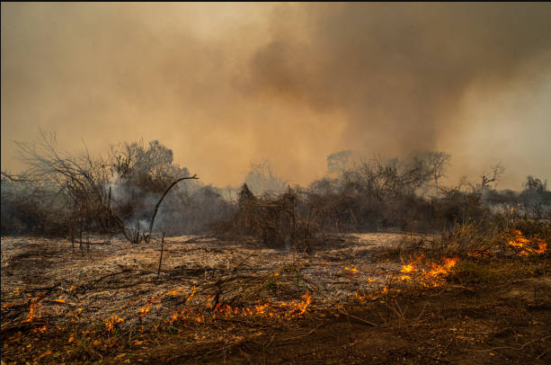  Los incendios en Brasil aceleran la deforestación de la selva amazónica