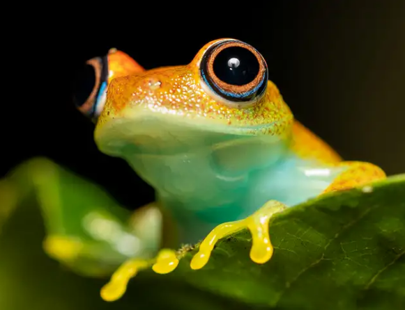  Ranas de Madagascar emiten sonidos como los de Star Trek