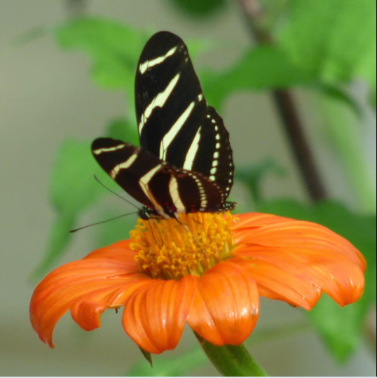  La memoria de las mariposas Heliconius: cuál es la clave de su sorprendente inteligencia