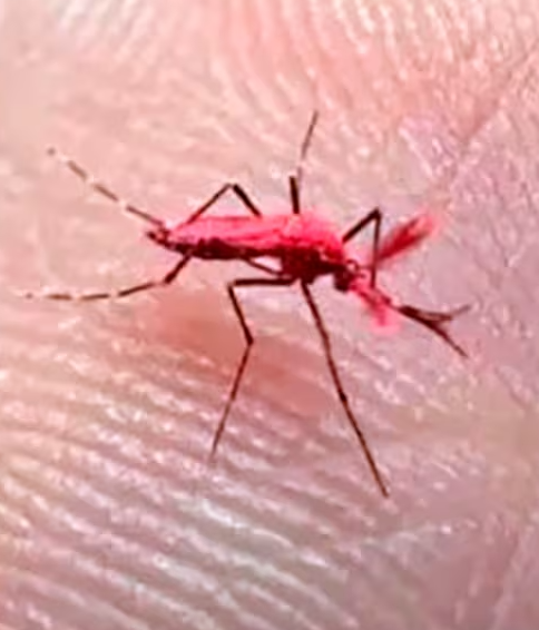  Crean mosquitos rojos para combatir el dengue