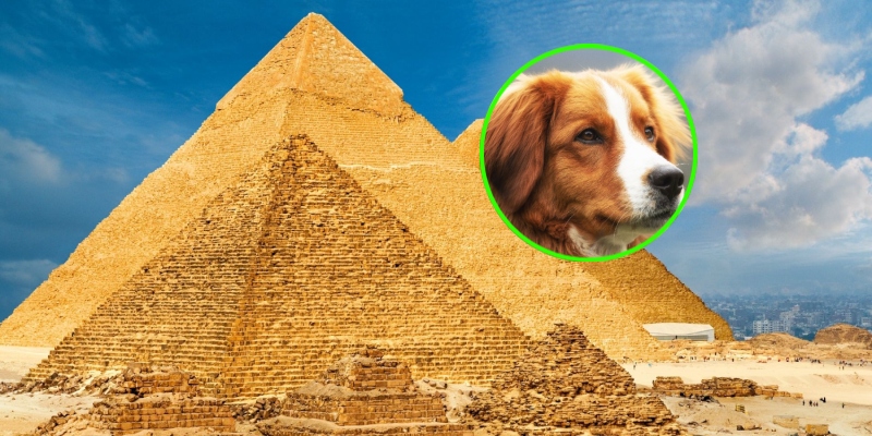  Perrito captado en la cima de pirámide de Giza logró bajar por su cuenta