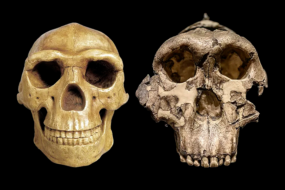  El Homo erectus y el Paranthropus convivieron en un lago de Kenia hace 1,5 millones de años