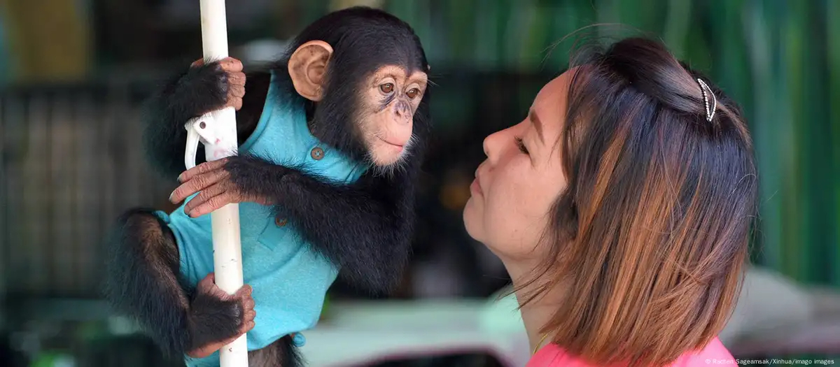  Chimpancés desempeñan mejor las tareas si tienen público