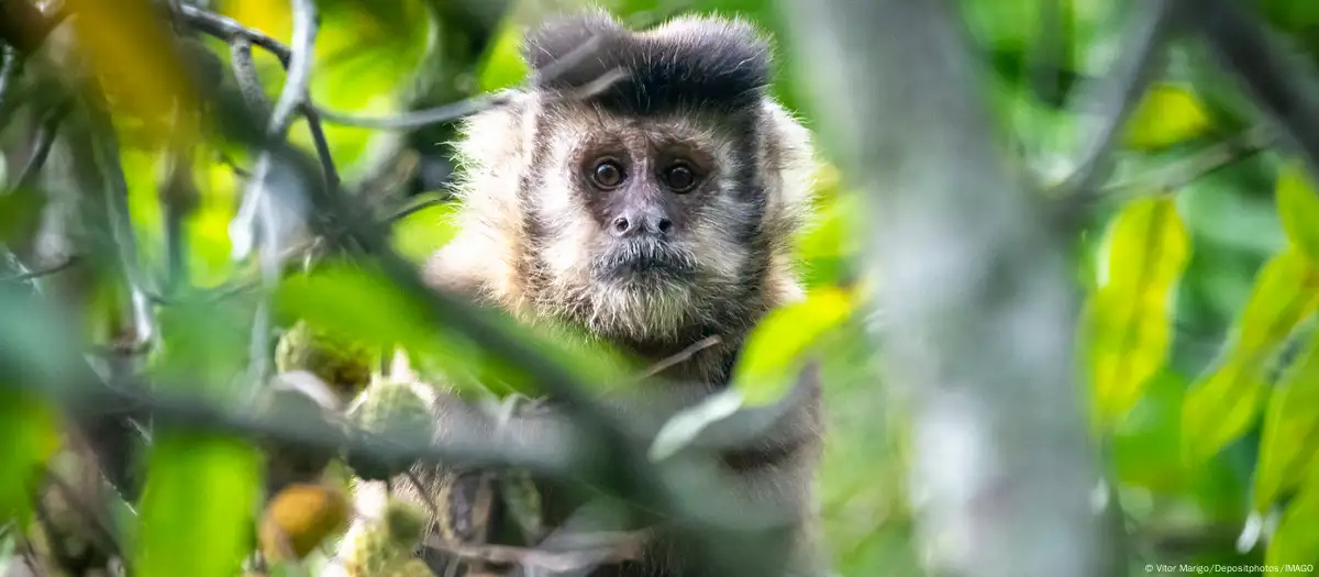  A los animales les gusta emborracharse más de lo que creemos