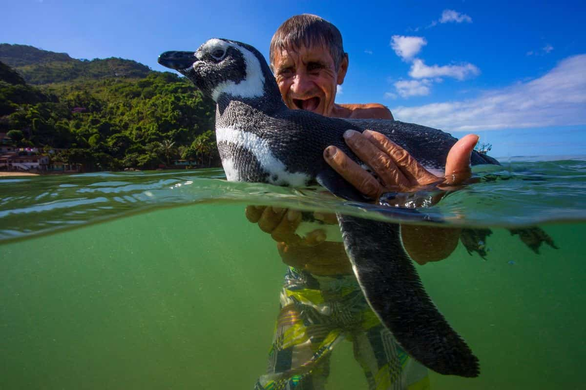  «Mi amigo el pingüino»: la increíble historia de una amistad que conmovió al mundo y fue llevada al cine