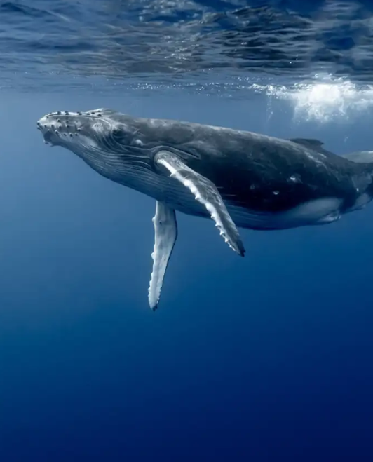  ¿Podemos hablar con las ballenas? No es tan descabellado como parece