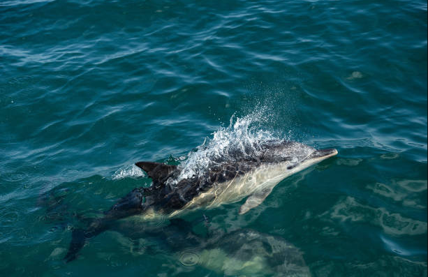  Las sorprendentes tácticas de caza de los delfines: estrategia y cooperación