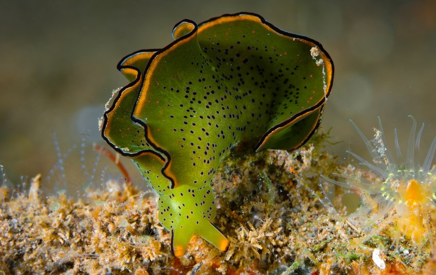  No solo las plantas: algunos animales también hacen la fotosíntesis, según la ciencia