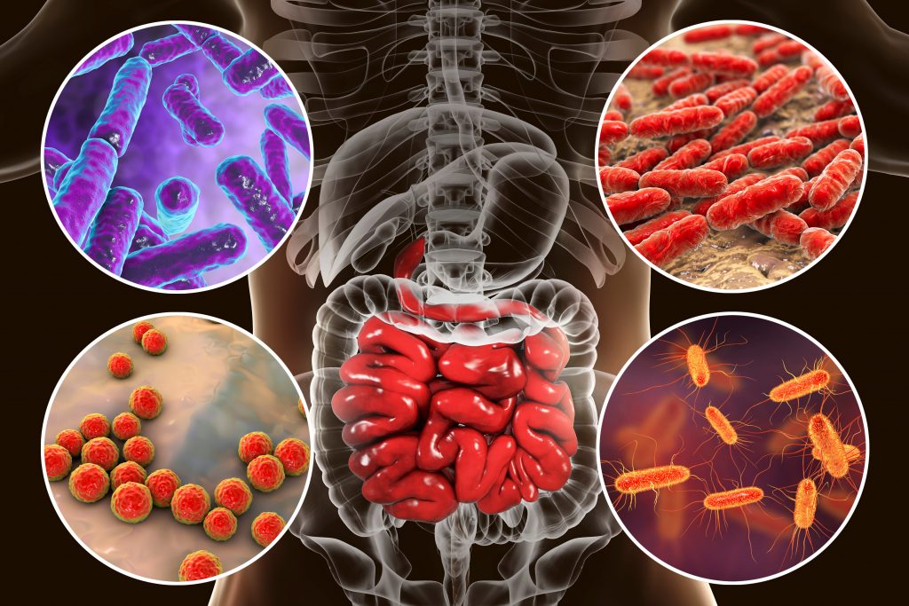  La microbiota intestinal y los probióticos, la dupla que protege la salud