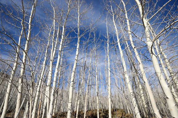  Pando, el árbol de más de 40 hectáreas considerado uno de los seres vivos más antiguos de la Tierra