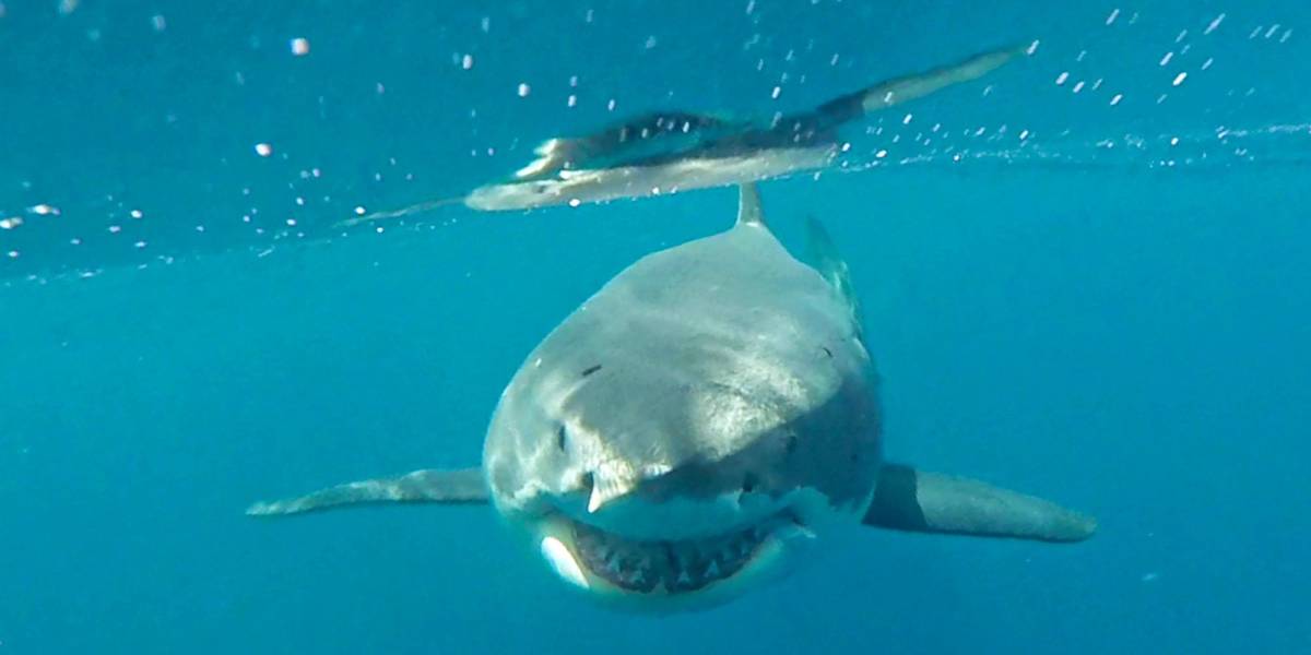  Primer registro: Tiburón blanco fue visto en aguas cercanas a Galápagos