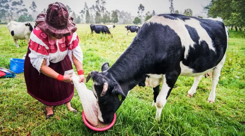  «Oro bovino»: el negocio millonario de vender cálculos biliares de vacas de Sudamérica a China