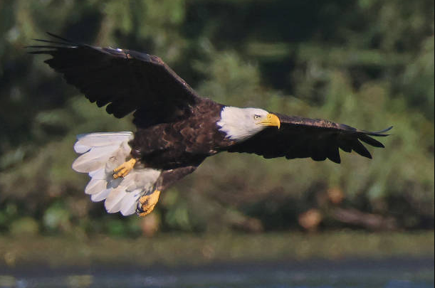  The bald eagle is officially America’s national bird after Biden’s signature