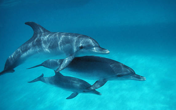  Delfines en el Golfo de México dan positivo a fentanilo, señala informe científico