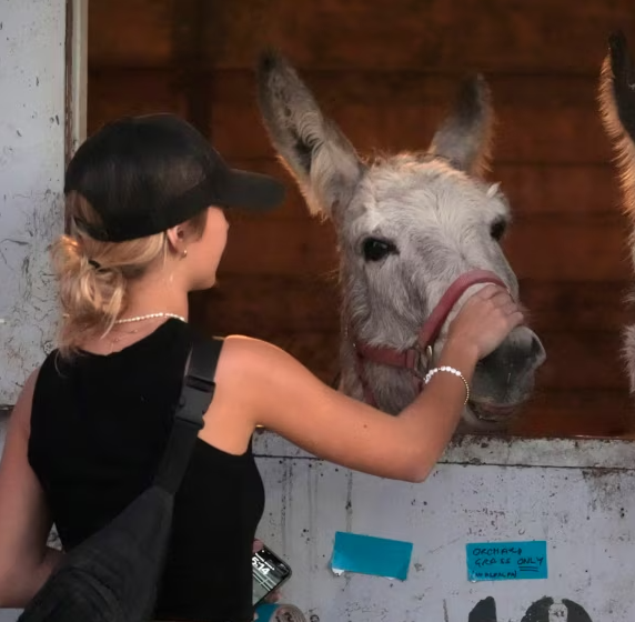  Californianos evacúan a perros, gatos y caballos  ante avance de las llamas